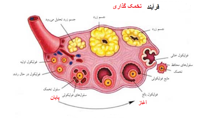 اندازه تخمدان در تخمک گذاری